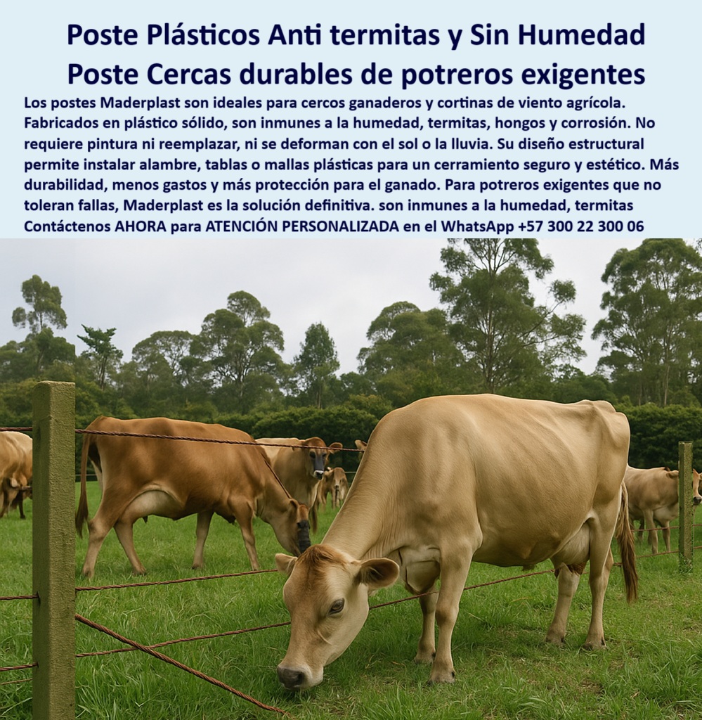 Cerca Económica Para Potreros Postes Para Linderos Lineamientos Poste Maderplast 0 postes plásticos para cortinas de viento agrícola diseño de cercos con tablas plásticas resistentes postes plásticos inmunes a termitas y humedad 0 Cerca Económica Para Potreros Postes Para Linderos Lineamientos Poste Maderplast 0 postes plásticos para cortinas de viento agrícola, - diseño de cercos con tablas plásticas resistentes, - postes plásticos inmunes a termitas y humedad