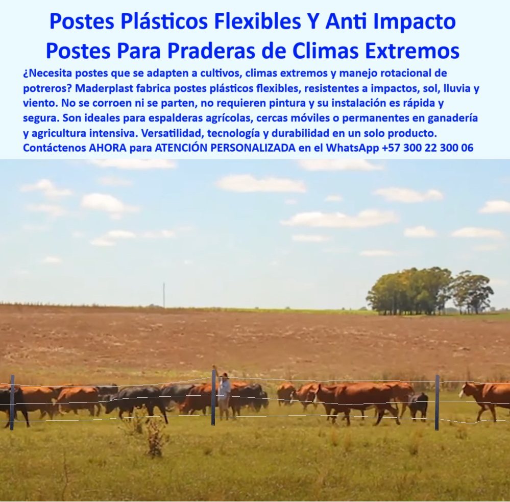 División De Potreros Grandes Extensiones Pastoreo Extensivo A 25 Metros Maderplast 0 Postes flexibles resistentes a impacto y clima extremo postes cultivos en espaldera postes ideales para rotación de praderas postes plástico 0 División De Potreros Grandes Extensiones Pastoreo Extensivo A 25 Metros Maderplast 0 Postes flexibles resistentes a impacto y clima extremo, - postes-cultivos-en-espaldera, - postes ideales para rotación de praderas, - postes plástico