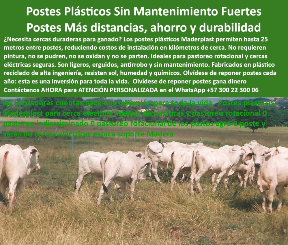 Manejo De Ganado Potrero Intensivo Grandes Rebaños Poste A 25 Metros Maderplast 0 cómo poner postes de plástico para cerca postes estructurales flexibles para agroindustria postes plásticos para potreros cercado de grandes Km 0 Manejo De Ganado Potrero Intensivo Grandes Rebaños Poste A 25 Metros Maderplast 0 cómo poner postes de plástico para cerca, - postes estructurales flexibles para agroindustria, - postes-plásticos-para-potreros, - cercado de grandes Km
