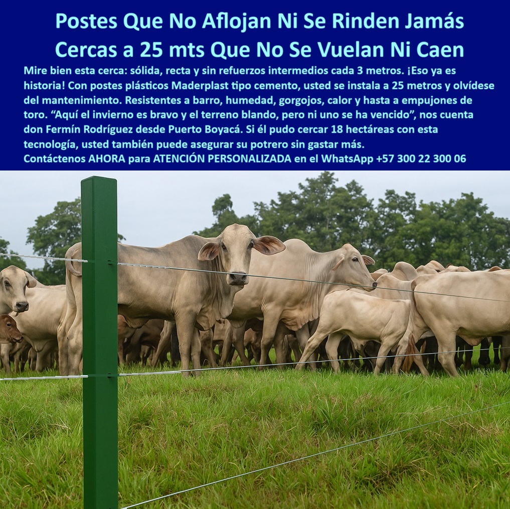 Manejo De Ganado Potrero Intensivo Grandes Rebaños Poste A 25 Metros Maderplast 0 manejo de pasturas poste vial de alta resistencia postes plásticos anti gorgojos poste plástico tipo cemento poste plástico zona fangosa PP 0 Manejo De Ganado Potrero Intensivo Grandes Rebaños Poste A 25 Metros Maderplast 0 manejo-de-pasturas, - poste vial de alta resistencia, - postes-plásticos-anti-gorgojos, - poste plástico tipo cemento, - poste plástico zona fangosa PP