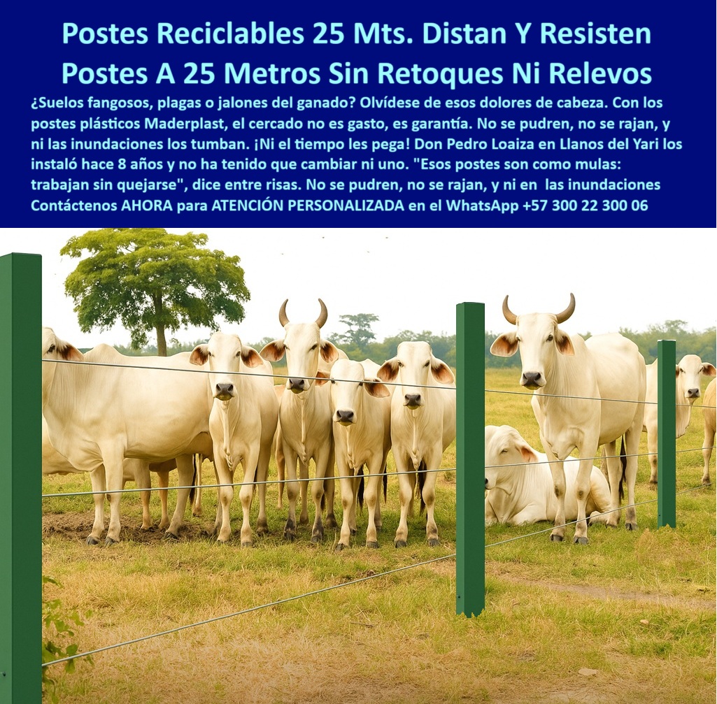 Manejo De Ganado Potrero Intensivo Grandes Rebaños Poste A 25 Metros Maderplast 0 poste plástico para cercas sin mantenimiento Poste solución suelos inundables Qué postes me sirven para inundaciones cercas ganaderas durables  0  Manejo De Ganado Potrero Intensivo Grandes Rebaños Poste A 25 Metros Maderplast 0 poste plástico para cercas sin mantenimiento, - Poste solución-suelos-inundables, - Qué postes me sirven para inundaciones, - cercas-ganaderas-durables 
