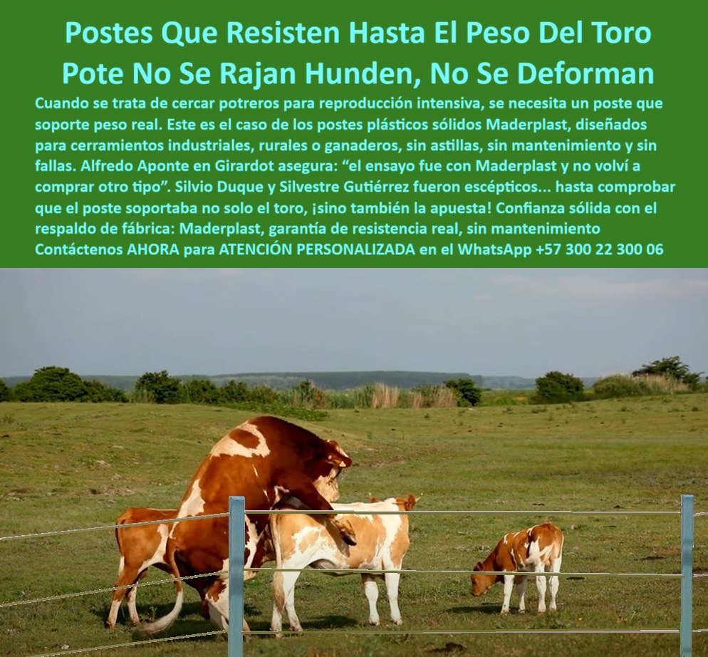 Postes Para División De Potreros Postes Plásticos Sólidos Resistentes Maderplast 0 poste para cerramiento industrial perfiles cuadrados para sustitución de madera Equipo instalando cerca eléctrica con postes reciclados postes Postes Para División De Potreros Postes Plásticos Sólidos Resistentes Maderplast 0 poste para cerramiento industrial, - perfiles cuadrados para sustitución de madera, - Equipo instalando cerca eléctrica con postes reciclados, - postes