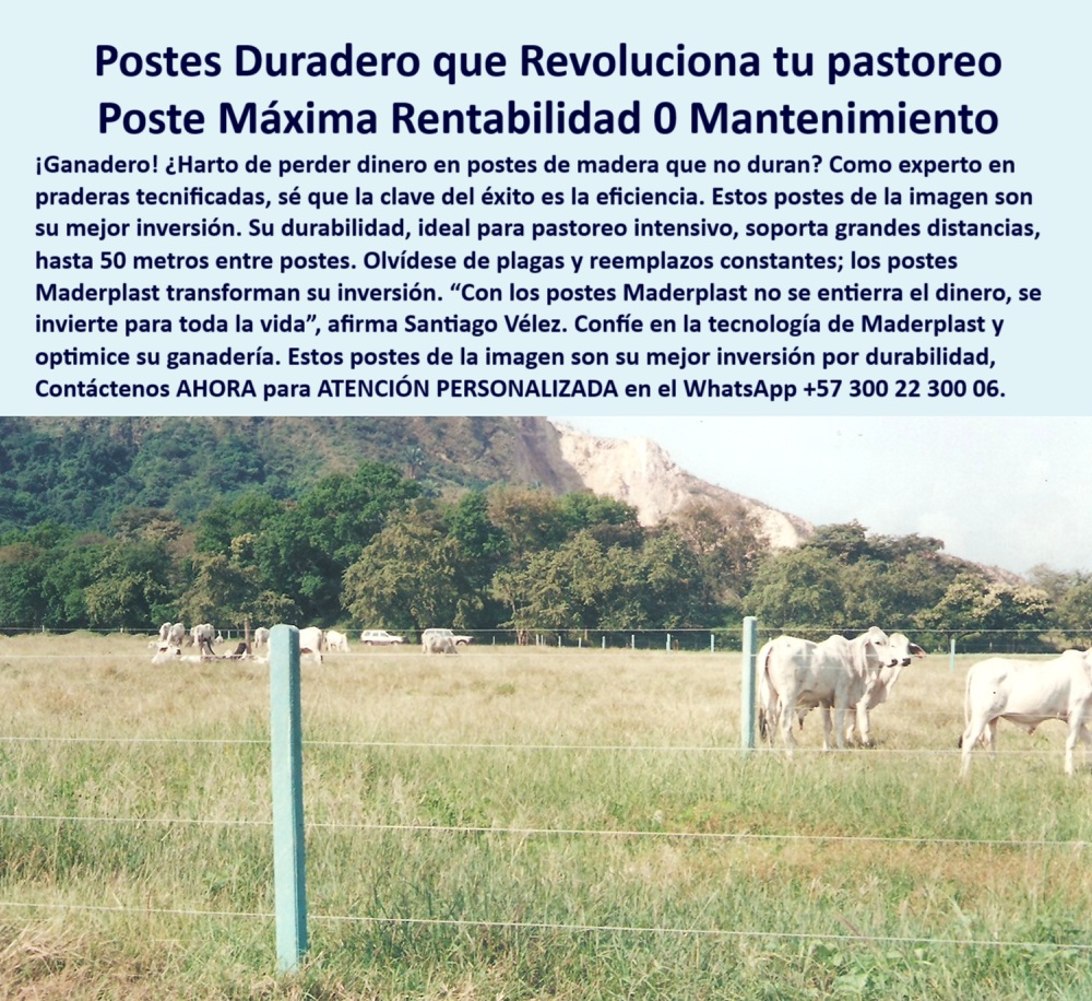 Postes Precios Más Económico Postes Bajo Costo Promoción Postes Baratos Maderplast 0 postes técnicos para sistemas silvopastoriles poste plástico división potrero grande postes de cercas que no se quiebran barrera contra robo 0 Postes Precios Más Económico Postes Bajo Costo Promoción Postes Baratos Maderplast 0 postes técnicos para sistemas silvopastoriles, - poste plástico división potrero grande, - postes de cercas que no se quiebran, - barrera-contra-robo