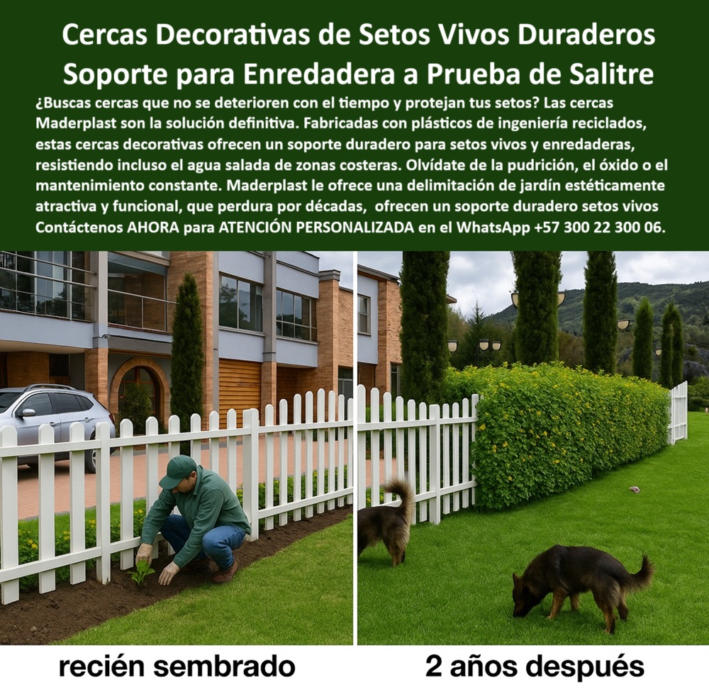 Cercas Decorativas Soporte Para Setos Vivos Duraderos Cercas Exteriores Maderplast 0 Cercas Decorativas Soporte para Setos Vivos Duraderas Soporte para enredaderas a prueba de agua salada costera Delimitación jardines Cerca 0  La imagen muestra una cerca plástica para restos vivos instalada junto a una moderna fachada residencial. A la izquierda, se aprecia el momento exacto del recién sembrado, donde un operario instala plantas que más adelante formarán una cerca viva. Dos años después, en la misma imagen, pero a la derecha, se observa el resultado: una imponente barrera natural verde perfectamente guiada por una estructura liviana resistente a intemperie, la cual mantiene su color blanco y forma original. No se nota desgaste, óxido ni deformación, ni siquiera tras estar expuesta a sol, lluvia o humedad constante, - Esta escena resume el propósito del producto: una cerca técnica de alta duración, capaz de funcionar como soporte para enredaderas resistentes, como cerramiento plástico anticorrosivo, como delimitador ecológico de jardines, y al mismo tiempo como una barrera resistente para plantas trepadoras que no requiere ningún tipo de pintura, ni mantenimiento, ni reemplazos frecuentes. Este es un cerramiento estético para setos vivos que responde de manera práctica y elegante a las necesidades del paisajismo contemporáneo, - ¿Dónde venden cercas para setos vivos duraderas? La respuesta está en Maderplast. Con más de dos décadas de innovación en soluciones plásticas de alto desempeño, Maderplast ofrece cercas plásticas recicladas para exteriores que no solo resisten el paso del tiempo, sino que además se integran perfectamente a proyectos de jardinería urbana, paisajismo ecológico y jardines verticales con diseño funcional y estética impecable, - ¿Cuál es la mejor cerca para jardines con enredaderas? La respuesta es clara: una cerca con soporte estructural para cercas vivas, fabricada en polímero de ingeniería, que no requiere mantenimiento y que permite que las plantas trepan con facilidad sin dañar la estructura. La estructura para crecimiento de enredaderas Maderplast ha sido validada incluso en zonas salinas y de alta humedad, resistiendo el salitre, la lluvia constante y los rayos UV sin oxidarse ni astillarse, - ¿Existe una cerca que no se oxide? Sí. La solución se llama cerca blanca para zonas costeras, un cerramiento ecológico para zonas residenciales que mantiene su apariencia original incluso en climas extremos. Su cerca impermeable para climas húmedos es ideal para instalar en jardines residenciales o institucionales donde se desee evitar cualquier tipo de mantenimiento, - ¿Qué cerca soporta enredaderas sin dañarse? Las cercas Maderplast están diseñadas para durar más de 20 años, funcionando como soporte duradero para plantas vivas sin agrietarse ni ceder bajo el peso del follaje. El cercado decorativo para jardines no se deforma ni se desprende con el crecimiento natural de las plantas. Además, al ser un sistema modular para jardines naturales, se puede instalar fácilmente, sin necesidad de herramientas especiales, lo que reduce los tiempos y costos de obra, - Esta solución destaca también por su función como cerca plástica para jardines verticales, ideal para arquitectos paisajistas que buscan combinar diseño ecológico, funcionalidad estructural y bajo impacto ambiental. La cerca para delimitar espacios verdes se adapta tanto a jardines residenciales como a proyectos de espacio público o cerramientos escolares, - ¿Puedo sembrar setos junto a la cerca? Claro que sí. De hecho, está cerca está pensada para facilitar el desarrollo de plantas vivas, actuando como soporte estructural fuerte sin mantenimiento para enredaderas. Su diseño garantiza una delimitación ornamental para jardines modernos que se ve limpia, elegante y sin desgaste, incluso tras varios años, - ¿Qué material usar para cercas que no se pudran? Solo los polímeros reciclados de alta tecnología, como los utilizados por Maderplast, garantizan una cerca ecológica para jardines de bajo mantenimiento. A diferencia de la madera o el metal, aquí no hay riesgo de pudrición, oxidación, agrietamiento ni decoloración. Esto responde también a otra pregunta común: ¿Qué cerca dura décadas sin pintura ni óxido? La respuesta está en el plástico técnico de Maderplast, que ofrece color integral sin necesidad de retoques, - ¿Qué tipo de cerca puede usar un paisajista urbano? Aquella que funcione como cerramiento para el paisajismo ecológico, que permita un diseño limpio, que sea amigable con la vegetación y que no requiera productos tóxicos para conservarse. Maderplast responde a este reto con su cerco blanco decorativo para enredaderas, listo para integrarse a cualquier proyecto moderno con un perfil elegante, ecológico y sostenible, - La cerca decorativa blanca plástica de Maderplast se convierte así en la solución definitiva que combina durabilidad, belleza y funcionalidad. Es una cerca sin mantenimiento exterior, ideal para todos aquellos que desean una inversión que perdure sin preocupaciones. Una vez instalada, el producto no requiere ajustes ni reemplazos, ya que está diseñado para acompañar el crecimiento natural de los setos, enredaderas o coberturas verdes durante décadas. Y no importa si está lloviendo, si hay salinidad o si el sol castiga con fuerza: el material sigue intacto, - La confianza que ofrece este producto lo hace perfecto para constructoras, arquitectos, viveristas, diseñadores de espacios verdes y propietarios residenciales. Ya sea que busque un soporte-enredadera-zona-costera, una cerca-plástica-jardinería-urbana, un delimitador-paisajismo-ecológico, un cerramiento-para-setos-duraderos o un simple sistema estético para espacios verdes, Maderplast tiene la solución con tecnología de punta, -  Contáctenos AHORA para una ATENCIÓN PERSONALIZADA y cotización inmediata vía WhatsApp al +57 300 22 300 06. Pida ya su asesoría técnica con un experto en cercas decorativas de setos vivos duraderos, diseñadas para funcionar y embellecer por generaciones. Cercas Decorativas Soporte Para Setos Vivos Duraderos Cercas Exteriores Maderplast 0 Cercas Decorativas Soporte para Setos Vivos Duraderas Soporte para enredaderas a prueba de agua salada costera Delimitación jardines Cerca