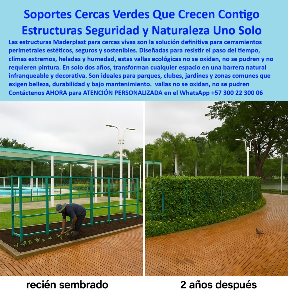 Estructuras Verdes Soporte Jardines Verticales Cercas Decorativas Durables Maderplast 0 Cerramientos perimetrales anti robo soluciones robustas Estructuras exteriores para clima extremo soportan heladas Paneles Vallas vivas 0  La imagen es una composición "antes y después" de una cerca viva ecológica de Maderplast en un jardín. En la imagen de la izquierda, se muestra el "recién sembrado": un hombre está agachado plantando pequeñas matas en la base de una estructura modular de color verde claro, con un diseño de rejilla. La estructura está instalada al borde de una piscina o lago. En la imagen de la derecha, se muestra "2 años después": la misma estructura modular está completamente cubierta de una densa vegetación verde, formando un seto vivo y natural que delimita el espacio de forma estética y funcional, - Maderplast: Soportes para Cercas Vivas que Crecen Contigo, una Estructura de Seguridad y Naturaleza en Uno Solo, - En el diseño de jardines y zonas perimetrales, la elección de vallas y cercas que ofrezcan un equilibrio perfecto entre seguridad, estética y sostenibilidad es crucial para mejorar la calidad de vida de las comunidades. Maderplast presenta la solución definitiva: soportes cercas verdes que crecen contigo con estructuras seguridad y naturaleza uno solo. Nuestras estructuras Maderplast para cercas vivas son la solución definitiva para cerramientos perimetrales estéticos, seguros y sostenibles. Diseñadas para resistir el paso del tiempo, climas extremos, heladas y humedad, estas vallas ecológicas no se oxidan, no se pudren y no requieren pintura. Si se pregunta qué cerca viva no se oxida ni se pudre, la respuesta es que las estructuras de Maderplast son resistentes, sin óxido ni pudrición, - La tecnología de Maderplast redefine el concepto de durabilidad en infraestructura verde. Nuestro soporte para jardines verticales exteriores y las estructuras verdes para cerramientos están diseñados para resistir el paso del tiempo sin deteriorarse. Si su preocupación es cómo hacer una valla ecológica duradera, la respuesta es con la tecnología de Maderplast. Las vallas sin óxido para climas extremos y los cerramientos antirrobo con plantas vivas son la prueba de que se puede tener una solución resistente y estética al mismo tiempo. La pregunta de soportes para jardín vertical sin mantenimiento se responde con que Maderplast ofrece soluciones duraderas y resistentes, - La versatilidad de nuestros productos es inigualable. Las cercas decorativas que no requieren pintura y las cercas que resisten heladas y humedad se adaptan a cualquier proyecto. Si se pregunta dónde comprar estructuras verdes para cercas, la respuesta es Maderplast. El cerramiento vivo decorativo funcional y los sistemas perimetrales sostenibles y verdes son la prueba de que se puede tener una infraestructura resistente y de bajo costo. La pregunta de qué valla viva resiste lluvia y sol se responde con que Maderplast ofrece resistencia total al clima, - La durabilidad y el bajo mantenimiento son pilares de Maderplast. Nuestras cerca ornamental de bajo mantenimiento y las estructuras biológicas con acabado verde están diseñadas para resistir el paso del tiempo sin necesidad de reparaciones. Si se pregunta vallas para clima extremo sin pintura, la respuesta es Maderplast, que tiene soluciones duraderas y resistentes. Las vallas verdes de crecimiento natural y los paneles ecológicos con enredaderas naturales son la prueba de que se puede tener una solución duradera y de bajo costo. Y para quienes buscan cerca perimetral con crecimiento natural, la respuesta es que Maderplast ofrece soporte para cerco vegetal modular, - Con Maderplast, el diseño sostenible es una realidad. Nuestras estructuras de jardín sin corrosión y las vallas tipo muro verde duradero están fabricados con polímeros reciclados que reducen el impacto ambiental. Si buscas cerramientos naturales para clubes y parques, Maderplast es la respuesta. Las módulos de cerca viva urbana y los soporte cercos paisajismo sustentable son la prueba de que se puede tener una solución ecológica y estéticamente agradable. La pregunta de cerramiento seguro con diseño ecológico se responde con Maderplast, que ofrece seguridad y sostenibilidad, - La estética y la resistencia se unen en Maderplast. Nuestros paneles ecológicos perimetrales durables y las estructuras para zonas comunes seguras son ideales para proyectos que buscan un impacto visual duradero. Si busca cuál es la mejor estructura para estos seres vivos, la respuesta es Maderplast. Las cercas vivas sostenibles que duran décadas y las estructuras para barreras vegetales son la prueba de que se puede tener una solución funcional y estéticamente agradable. Y si busca cercas vivas sostenibles que duren décadas, la respuesta es Maderplast, - Nuestras cercas vivas ecológicas Maderplast y las paneles ecológicos con enredaderas naturales son ejemplos perfectos de cómo nuestras cercas se integran en el entorno. Con Maderplast, usted obtiene una solución funcional y visualmente atractiva que es resistente, estética y funcional. Para una asesoría especializada con un especialista de Maderplast, atención personalizada en este Whatsapp 57+ 300 22 300 06. Estructuras Verdes Soporte Jardines Verticales Cercas Decorativas Durables Maderplast 0 Cerramientos perimetrales anti robo soluciones robustas, - Estructuras exteriores para clima extremo soportan heladas, - Paneles Vallas vivas