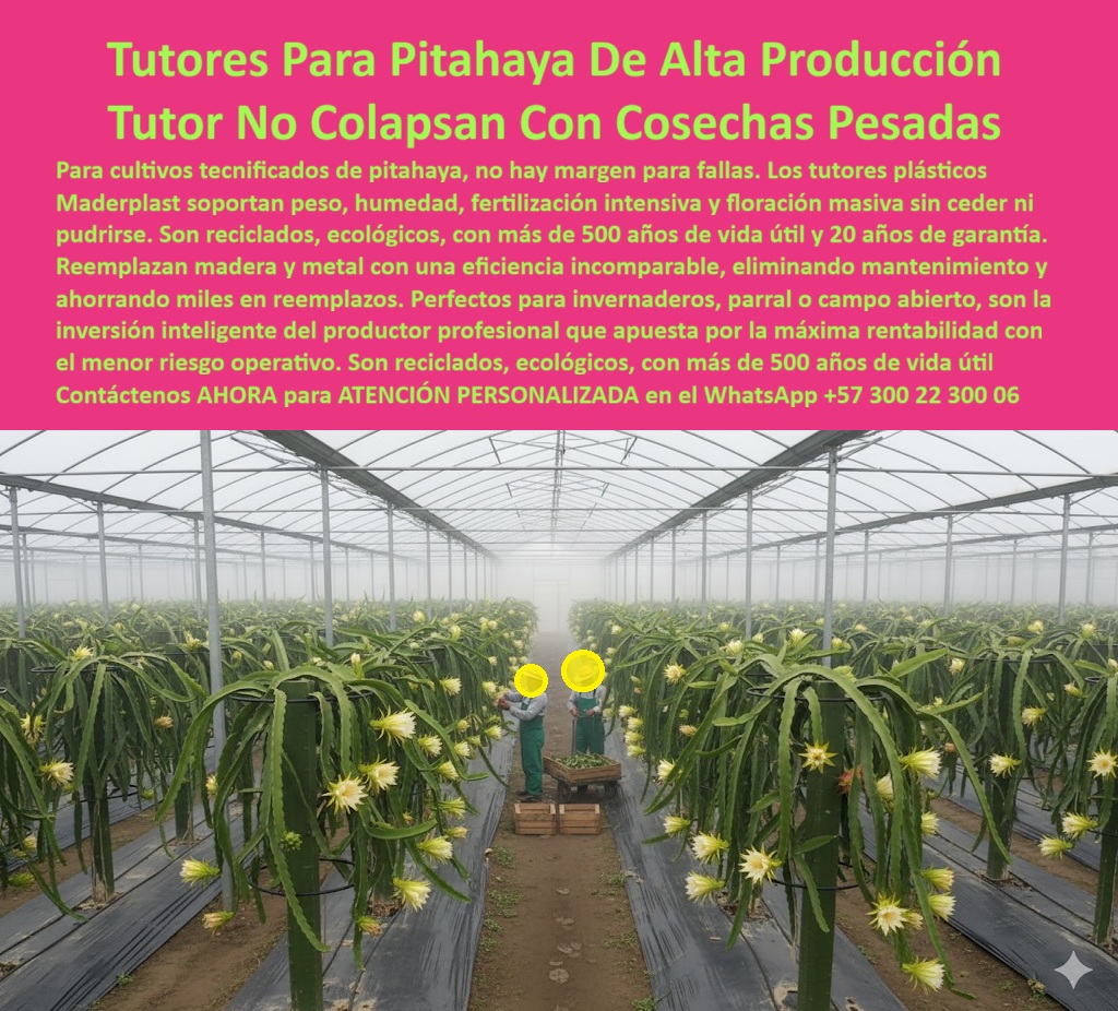 Tutores Pitahaya Duraderos Cómo Instalar Tutorados De Pitahayas Fuertes Maderplast 0 Tutores plásticos para trepadores de cactus, tutores anti plagas para cultivo de pitaya, Postes para parral de pitaya resistentes, Cómo elegir tipos de tutores 0 Tutores Pitahaya Duraderos Cómo Instalar Tutorados De Pitahayas Fuertes Maderplast 0 Tutores plásticos para trepadores de cactus tutores anti plagas para cultivo de pitaya Postes para parral de pitaya resistentes Cómo elegir tipos de tutores 0